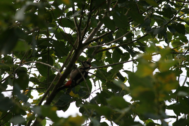 gal/2010/2010 Saitentwist VKJ Jubilaeum Pferdemarkt 18.09/2010 Saitentwist VKJ Jubilaeum Pferdemarkt 18.09. 001.jpg